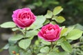 China rose