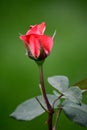 China Rose,Bud Royalty Free Stock Photo