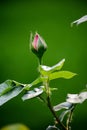 China Rose,Bud Royalty Free Stock Photo