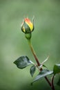 China Rose,Bud Royalty Free Stock Photo