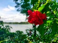 China rose flower with blurred blue sky and green leaves. Royalty Free Stock Photo