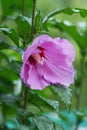 China rose flower. Hibiscus hawaiian plant growth