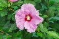 China rose flower. Hibiscus hawaiian plant growth