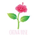 China rose flower vector illustration