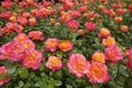 China rose garden Royalty Free Stock Photo