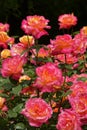 China rose garden Royalty Free Stock Photo