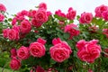 China rose garden Royalty Free Stock Photo