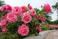 China rose garden Royalty Free Stock Photo