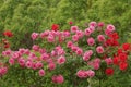 China rose garden Royalty Free Stock Photo