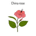 China rose Hibiscus rosa-sinensis , or shoeblackplant - flowering plant