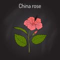 China rose Hibiscus rosa-sinensis , or shoeblackplant - flowering plant