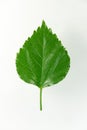 China rose leaf.(Chinese hibiscus)