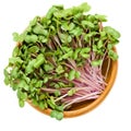 China Rose radish sprouts in wooden bowl