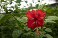 China rose red hibiscus flower or Joba flower