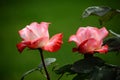 China Rose,Red white Royalty Free Stock Photo