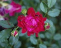 China rose, rosa chinensis, being fed on by a small beetle in a flower garden in Dallas, Texas.