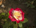 china rose rosa chinensis jacq Royalty Free Stock Photo
