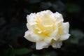 China Rose,White Royalty Free Stock Photo