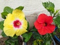 CHINA ROSE IS YALOW COLOR MIDDLE POINT IS SOME THING RED COLOR & A ANOTHER CHINA ROSE IS RED COLOR BLOOMING . LOOKS BEAUTIFUL .