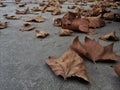 The fallen leaves everywhere show the beauty of autumn.