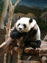 A sitting panda