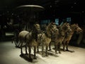 China's terracotta warriors and horses unearthed r