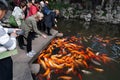 CHINA, SHANGHAI - NOVEMBER 5, 2017: People feed Fancy Carp or Koi fish swimming in the pond Garden