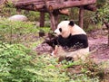 China Sichuan Chengdu Research Base Chubby Giant Panda Cub Day Dreaming Outdoor Panda Natural Green Bamboo Forest baby pandas