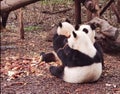 China Sichuan Chengdu Research Base of Giant Panda Breeding Outdoor Fresh Bamboo Shoot Baby Pandas Back Profile Cute Chubby Ears