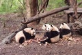 China Sichuan Chengdu Research Base of Giant Panda Breeding Outdoor Fresh Bamboo Shoot Baby Pandas Toddlers Sleeping Marshmallow Royalty Free Stock Photo