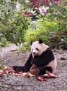 China Sichuan Chengdu Research Base of Giant Panda Breeding Outdoor Fresh Bamboo Shoot Baby Pandas Toddlers Sleeping Marshmallow Royalty Free Stock Photo