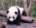 China Sichuan Chengdu Research Base of Giant Panda Breeding Outdoor Fresh Bamboo Shoot Baby Pandas Toddlers Sleeping Marshmallow Royalty Free Stock Photo