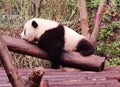 China Sichuan Chengdu Research Base of Giant Panda Breeding Outdoor Fresh Bamboo Shoot Baby Pandas Toddlers Sleeping Marshmallow Royalty Free Stock Photo