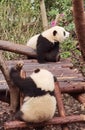 China Sichuan Chengdu Research Base of Giant Panda Breeding Outdoor Fresh Bamboo Shoot Baby Pandas Toddlers Sleeping Marshmallow Royalty Free Stock Photo