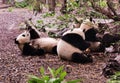 China Sichuan Chengdu Research Base of Giant Panda Breeding Outdoor Fresh Bamboo Shoot Baby Pandas Toddlers Sleeping Marshmallow Royalty Free Stock Photo