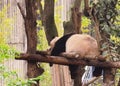 China Sichuan Chengdu Research Base of Giant Panda Breeding Outdoor sleeping snoring panda taking a nap bamboo forest baby pandas Royalty Free Stock Photo