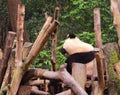 China Sichuan Chengdu Research Base of Giant Panda Breeding Outdoor sleeping panda taking a nap bamboo forest baby pandas Royalty Free Stock Photo