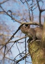A China squirrel on the tree in Stalin park Royalty Free Stock Photo