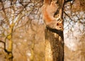 A China squirrel on the tree in Stalin park Royalty Free Stock Photo