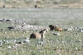 China, Tibet. Baybak, or Babak or common steppe marmots lat. Marmota bobak at an altitude of about 5000 meters above sea level