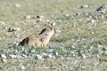 China, Tibet. Baybak, or Babak or common steppe marmots lat. Marmota bobak at an altitude of about 5000 meters above sea level