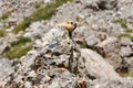 China, Tibet. Baybak, or Babak or common steppe marmots lat. Marmota bobak at an altitude of about 5000 meters above sea level