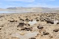 China, Tibet. The shore of the lake Ngangtse Nganga Tso 4690 m in June