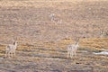 China tibetan antelope