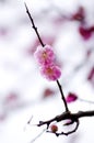 China's beautiful plum