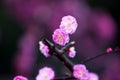 China's beautiful plum