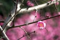 China's beautiful plum