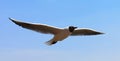 China Yunnan Kunming Tien Lake Dianchi Flying Wild Seagulls Feeding Sunny Blue Sky Birds Ocean Red-billed Gulls Nature