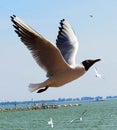 China Yunnan Kunming Tien Lake Dianchi Flying Wild Seagulls Feeding Sunny Blue Sky Birds Ocean Red-billed Gulls Nature