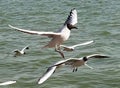 China Yunnan Kunming Tien Lake Dianchi Flying Wild Seagulls Feeding Sunny Blue Sky Birds Ocean Red-billed Gulls Nature